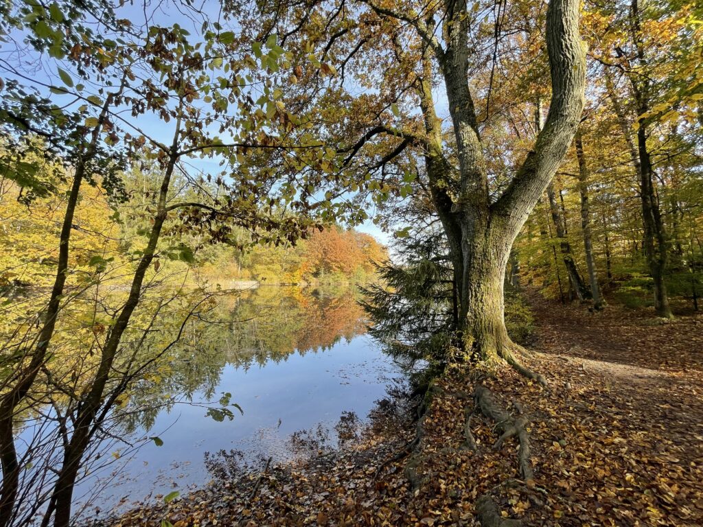 Ich liebe die Natur 🌱. Das merke ich immer wieder, wenn ich den Itzenplitzer Weiher in Heiligenwald besuche. Deshalb trage ich zum Umweltschutz ♻️ bei, indem ich meine bunte 🎨 🎭 Kunst ökologisch und nachhaltig verpacke📦. 