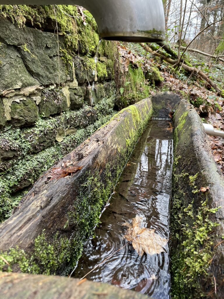 🥾 Die Karlsberg-Quelle in Homburg bei der Schlossbergtour im Saarland. Der Trog ist mit Moos (Bryophyta) bewachsen.