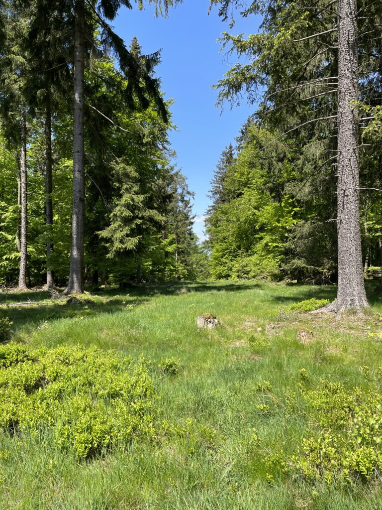 Wandern 🚶‍♂️ und zur Ruhe kommen: Entspannung und Naturerlebnis an den Pfingstfeiertagen. Finde tolle Wandertouren im Saarland und Bliesgau. Auf dem Foto siehst du Fichten (Picea abies), Buchen (Fagus sylvatica) und Heidelbeersträucher (Vaccinium myrtillus).