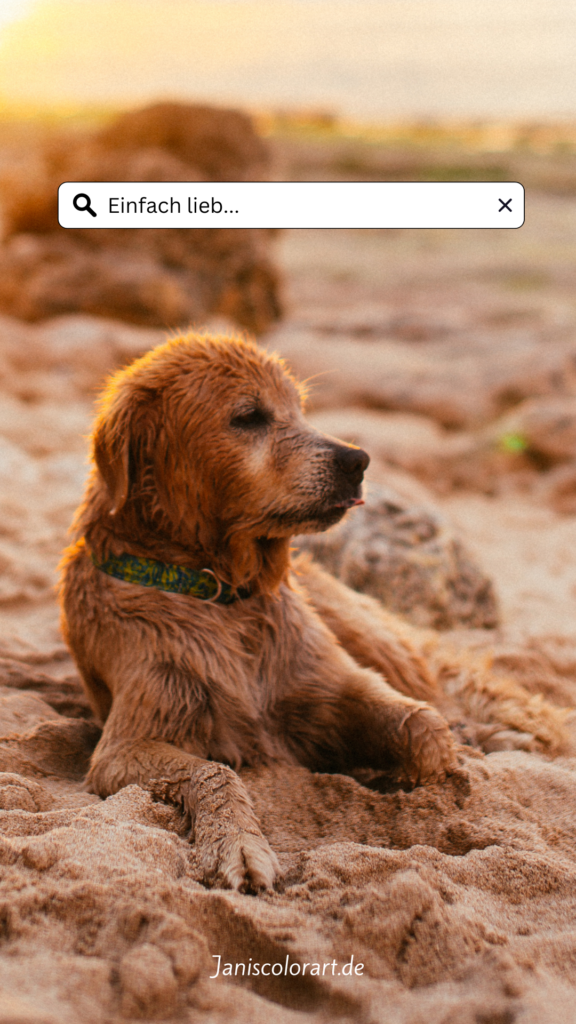 Poste dein Haustier in der Insta Story für mehr Likes und Klicks. Du siehst einen Golden Retriever, der im beigefarbenen Sand liegt. Er trägt ein dunkelgrünes Halsband.