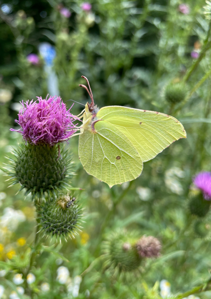 Kreativität durch Naturerlebnisse. Auf der Fotografie siehst du einen Zitronenfalter (Gonepteryx rhamni) der auf einer Distel (Carthamus tinctorius)sitzt.