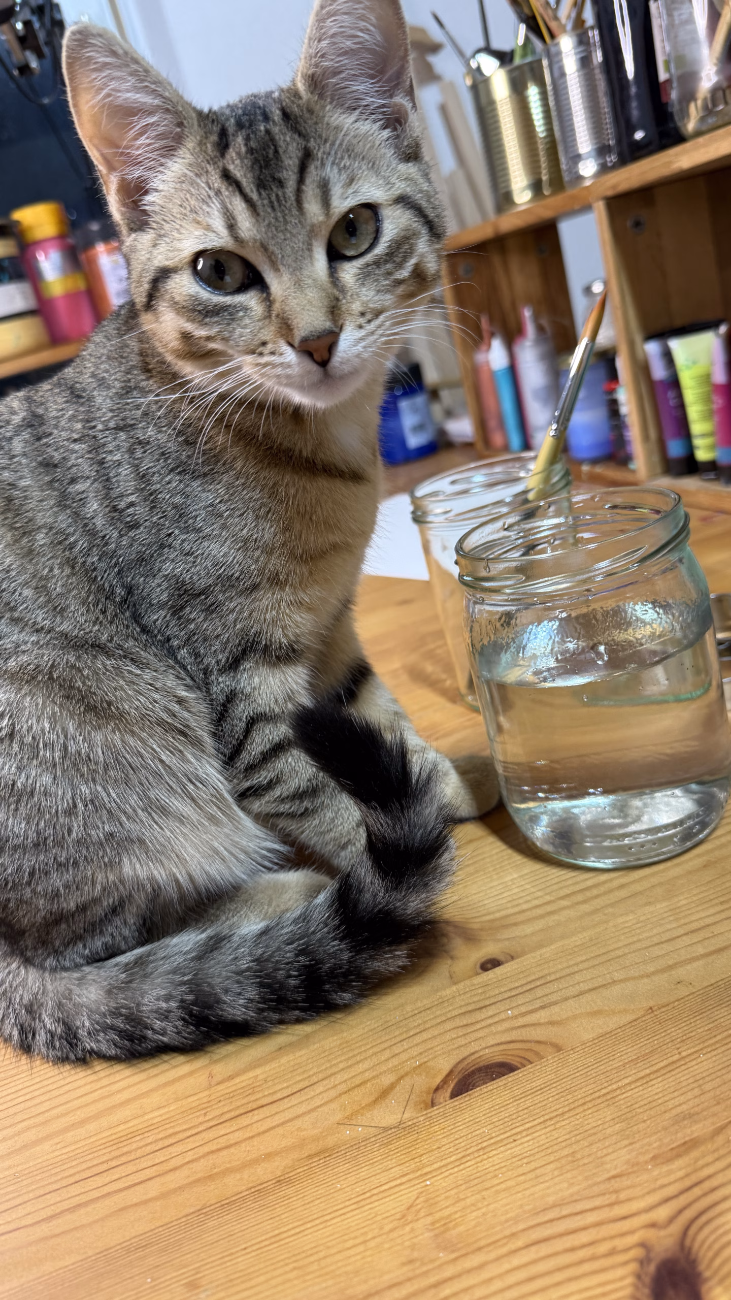 Katzen Edna und Max im Atelier